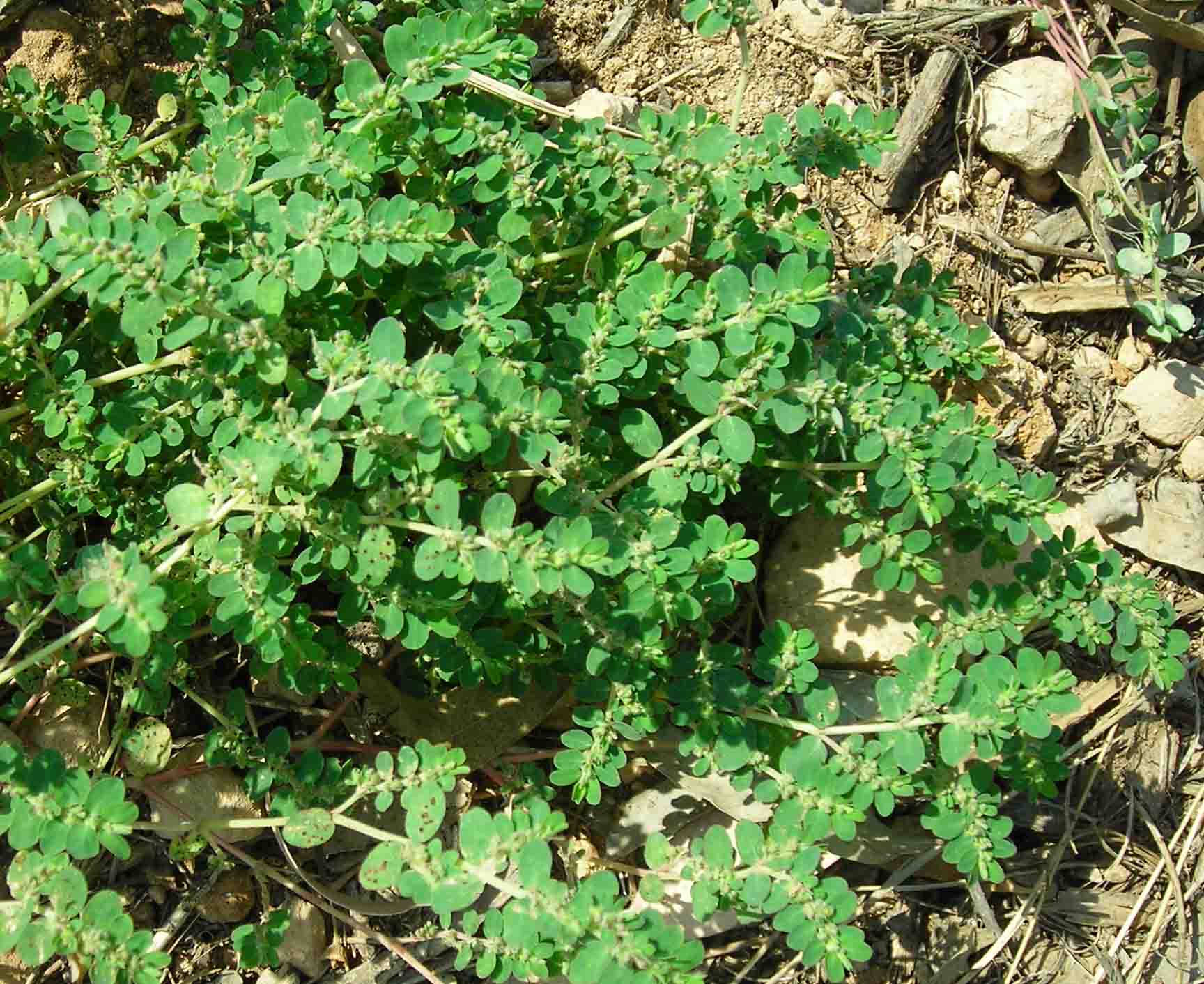 specie 9 Chamaesyce sp.